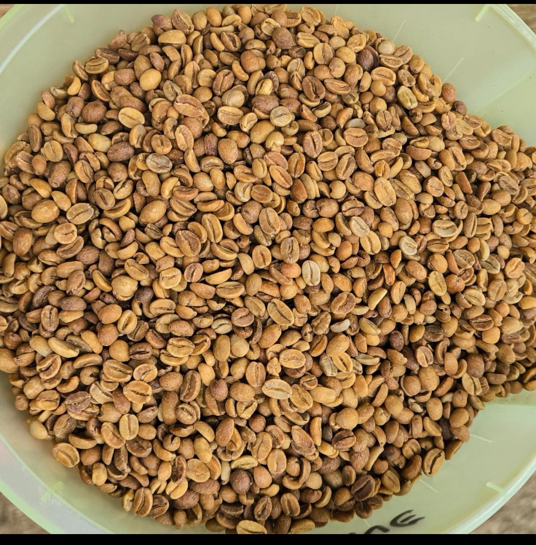 ARABICA